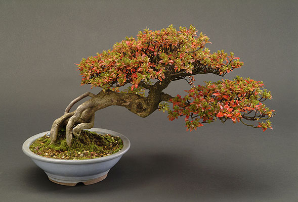 azalka_polokaskada_v