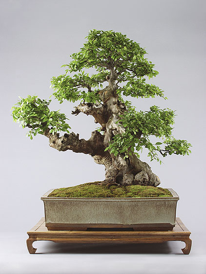 zelkova_new_1_v