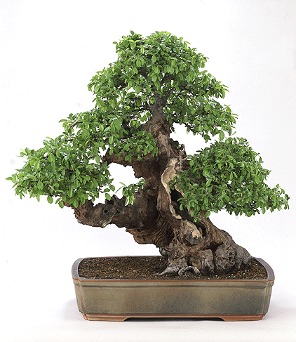 zelkova_v